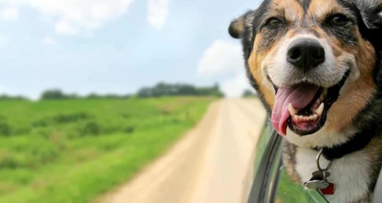 The quick and easy guide to roadtripping with pets