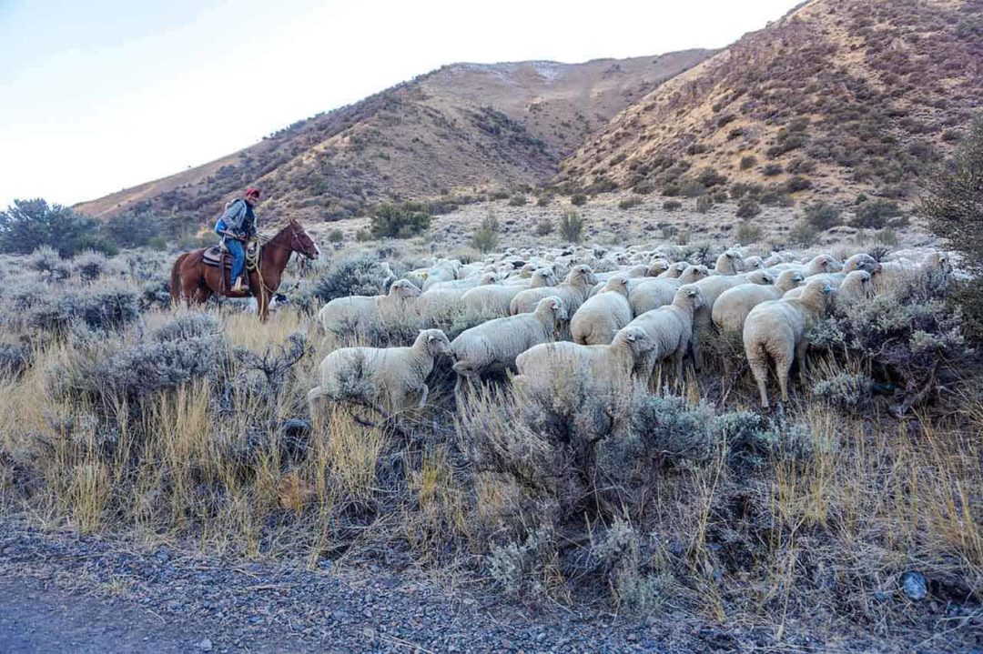 A solo sheepherder on his horse