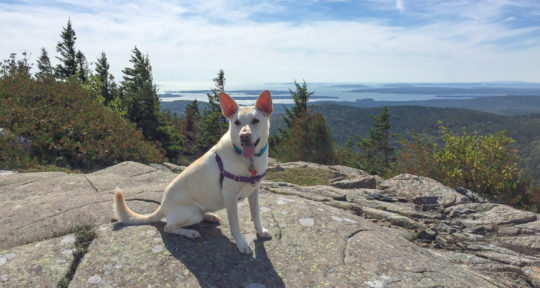 Have dog, will travel: Finding canine-friendly campsites isn’t as easy as you might expect