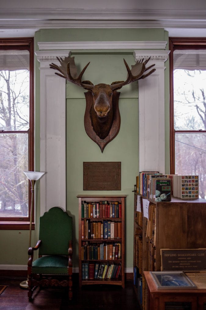 A moose looms over a bookshelf