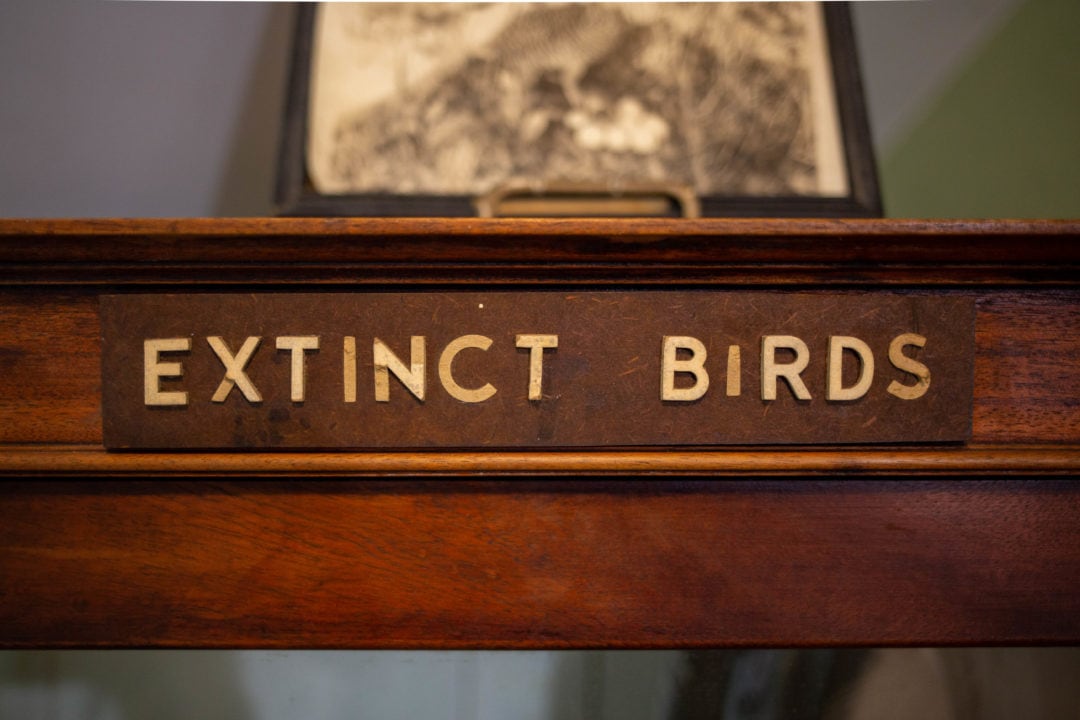 A wooden case is labeled with felt letters that spell out "extinct birds"