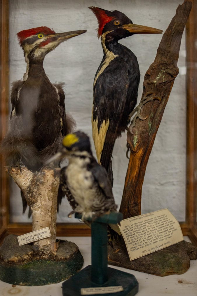 A taxidermy ivory-billed woodpecker is in a diorama with other similar birds