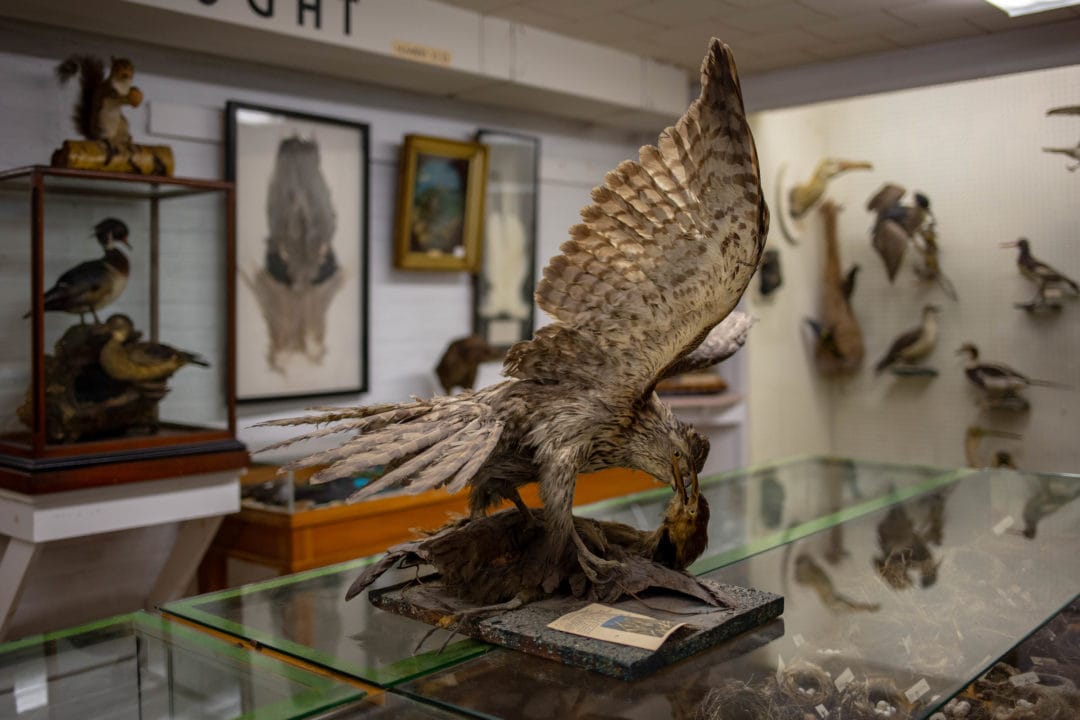 A taxidermy display of two birds fighting sits atop a glass case containing bird eggs