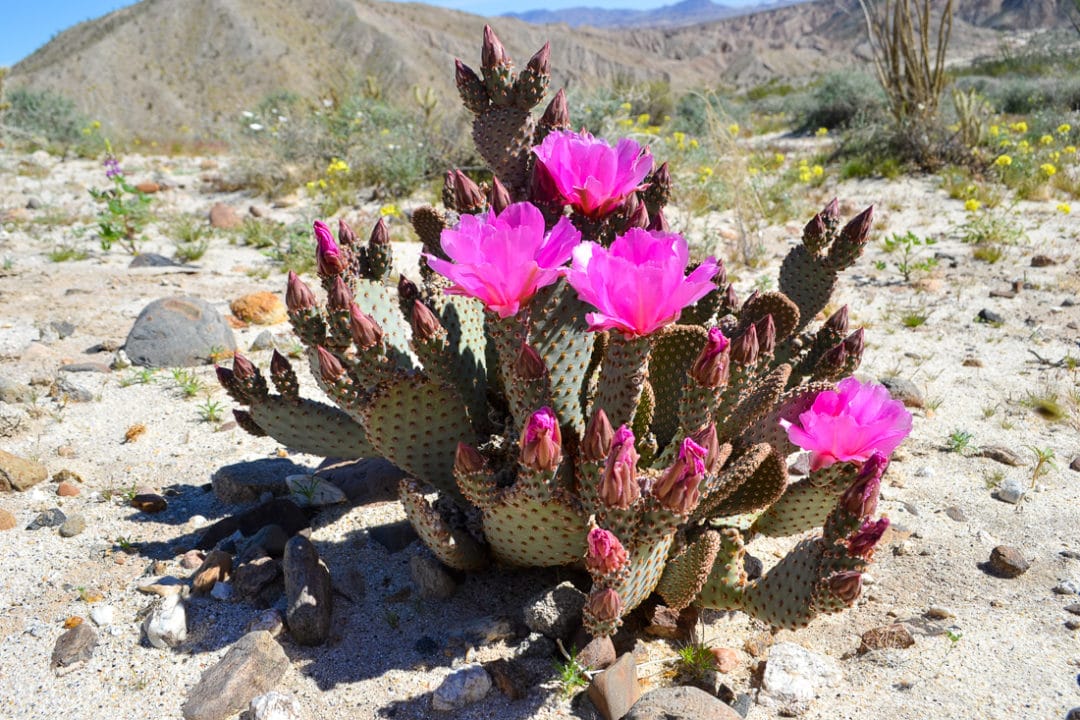Blooming beavertail cactus in Anza-Borrego Desert State Park.