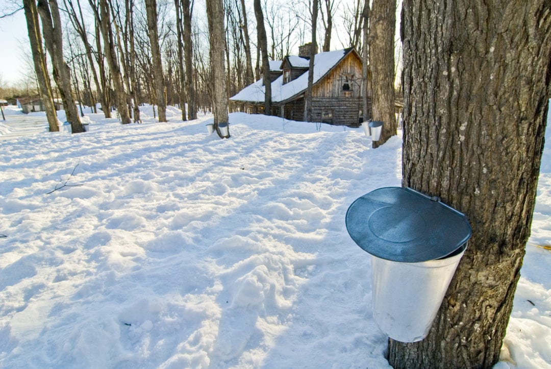 A sugar shack with tapped sugar maple trees.