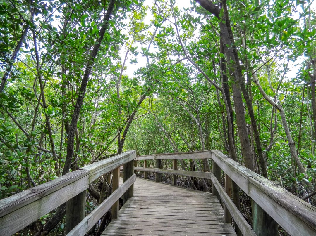 This boardwalk meanders through the natural landscape at  Florida Oceanographic Center