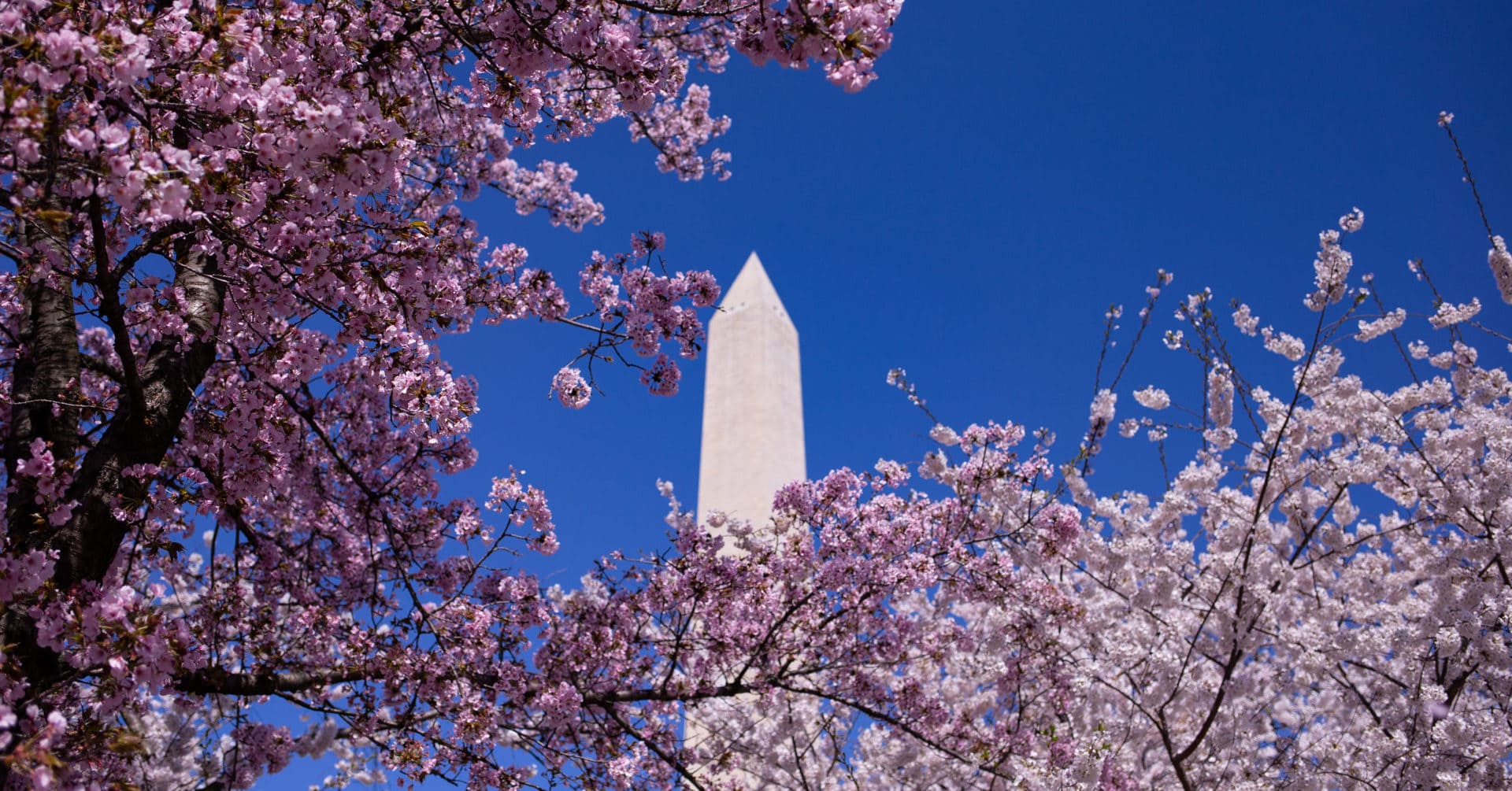 Pretty In Pink: 16 Spring-Friendly Ideas From National Cherry Blossom  Festival Events