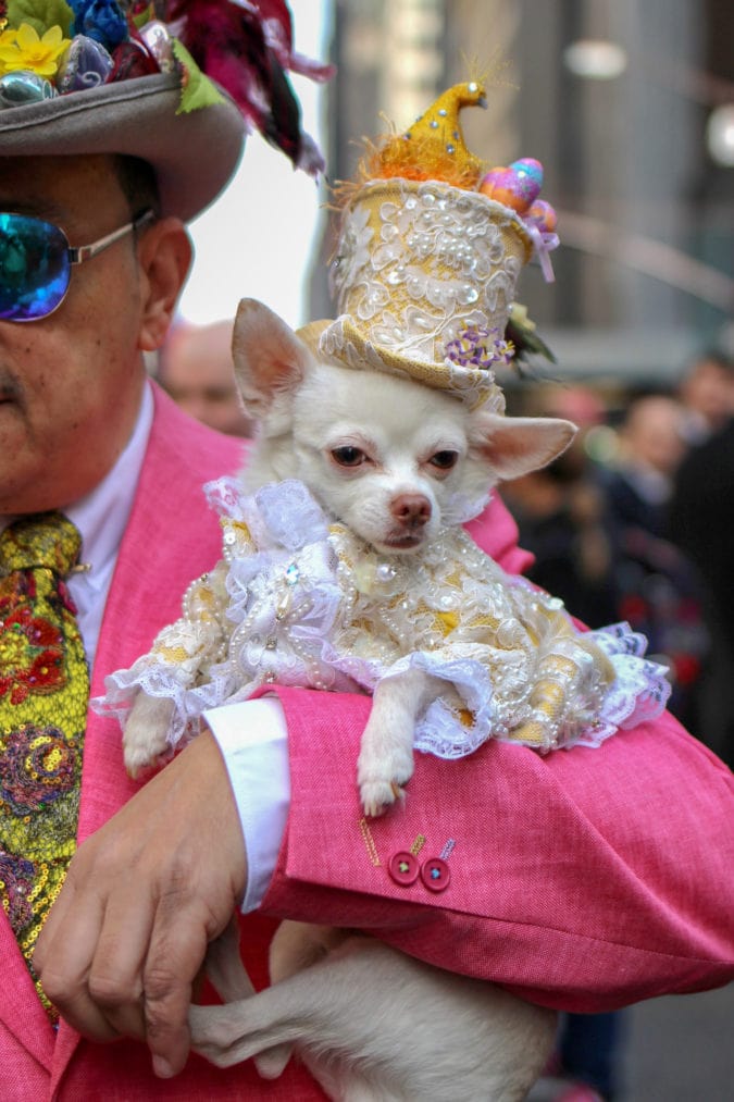 A dog wearing a top hat at the Fifth Avenue Easter Parade