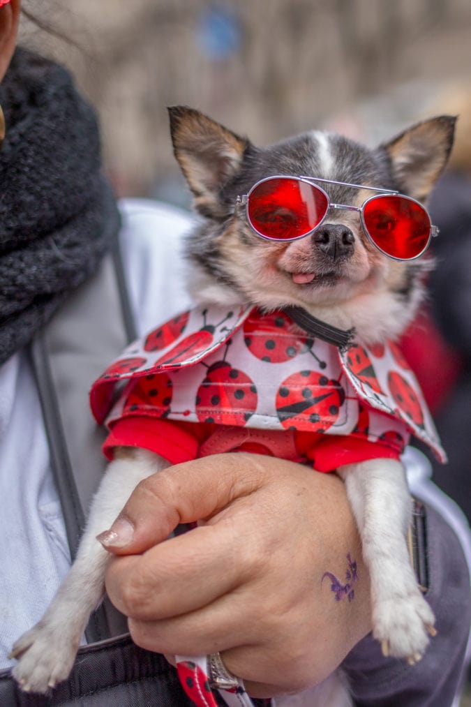 A dog wearing sunglasses at the Fifth Avenue Easter Parade