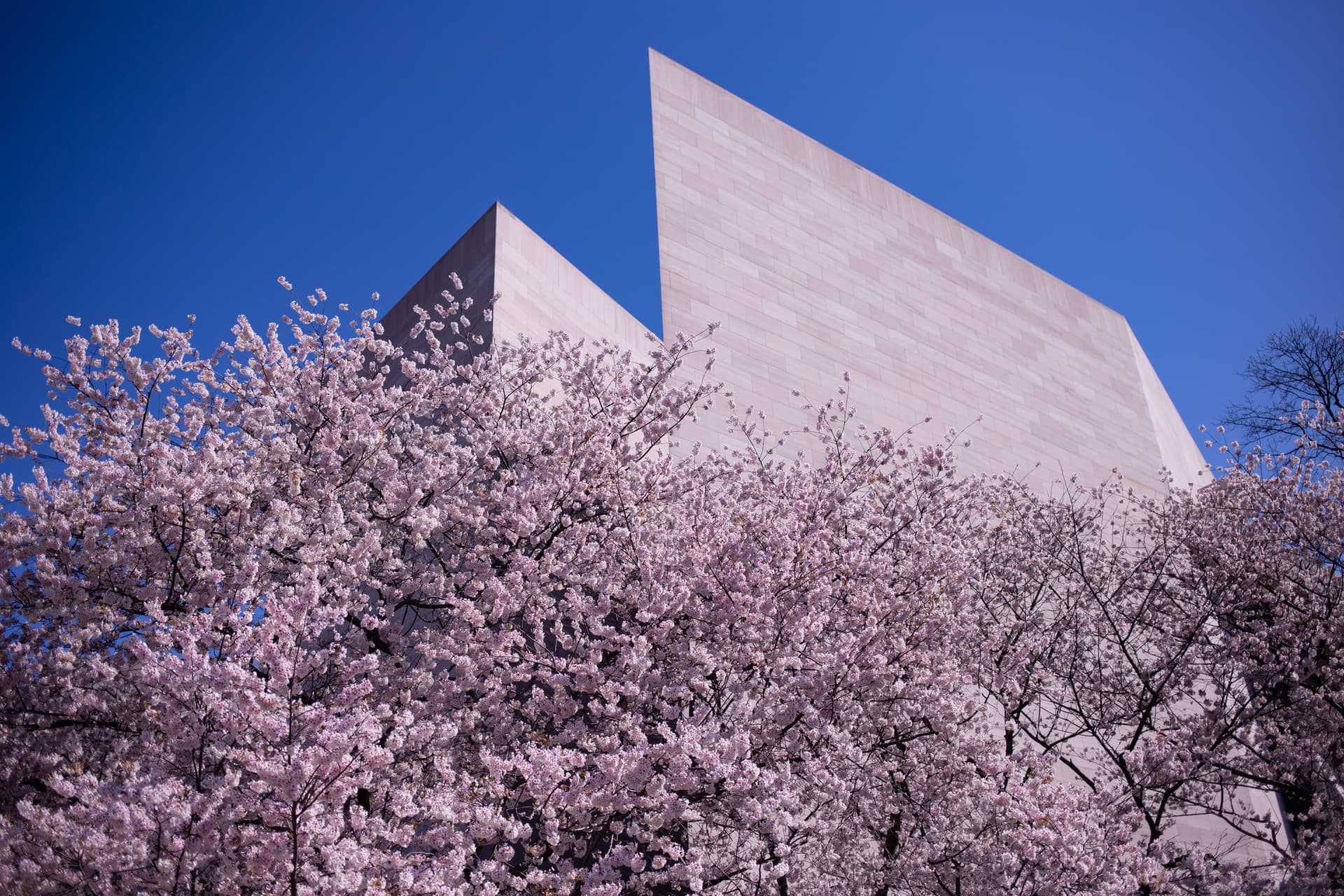 Pretty in pink Washington, D.C., in the spring is a beautiful place to