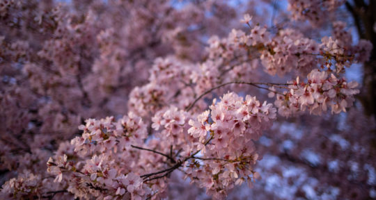 Pretty in pink: Washington, D.C., in the spring is a beautiful place to ponder the fleeting nature of life