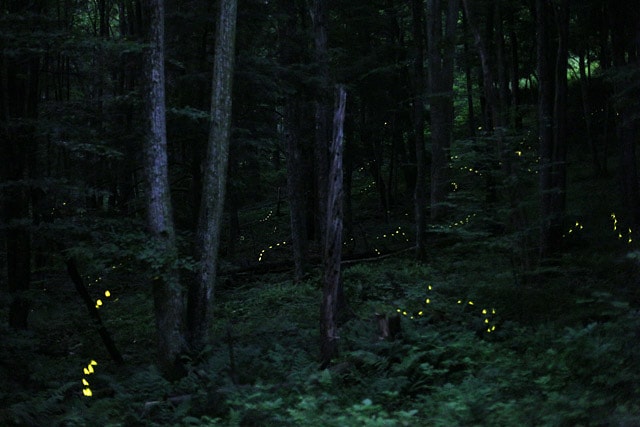 Photinus carolinus fireflies mostly live in Tennessee, but can be found as far north as Pennsylvania 