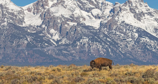 In Grand Teton National Park, a dedicated volunteer brigade is there to keep you—and wildlife—safe