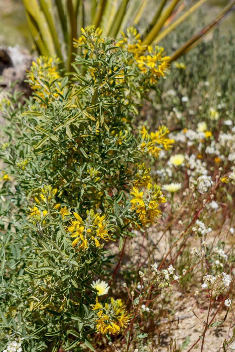 Joshua Tree National Park is seeing its biggest wildflower bloom in