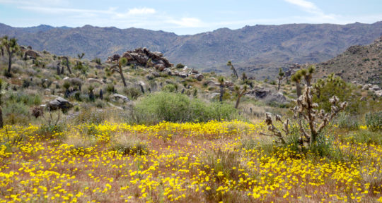 Joshua Tree National Park is seeing its biggest wildflower bloom in decades, and it’s a spectacular sight