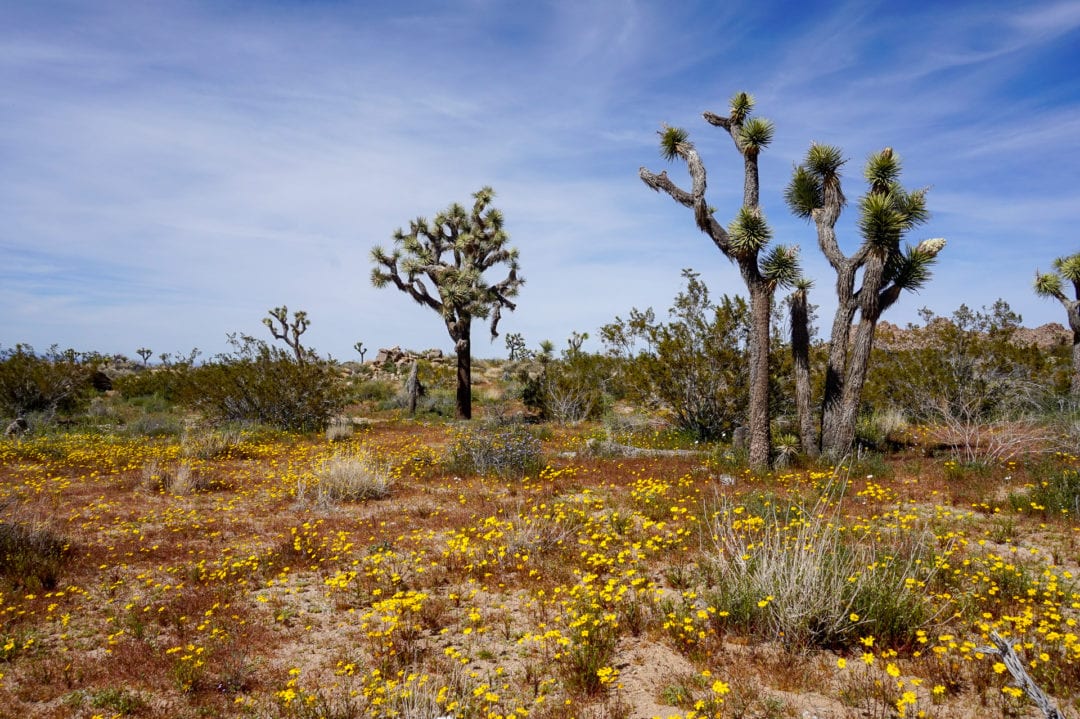 Joshua Tree National Park during a superbloom