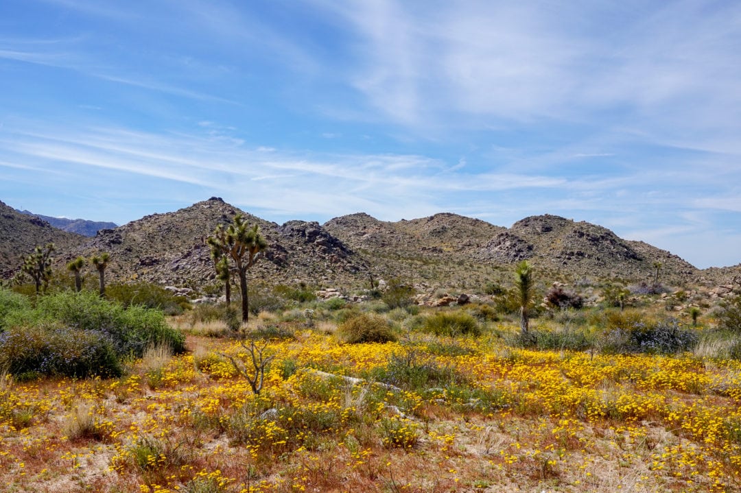 Joshua Tree National Park is blanketed in colorful flowers. 