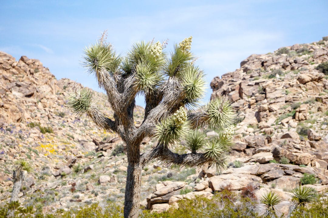 Many of the park's Joshua trees have been blooming since November.
