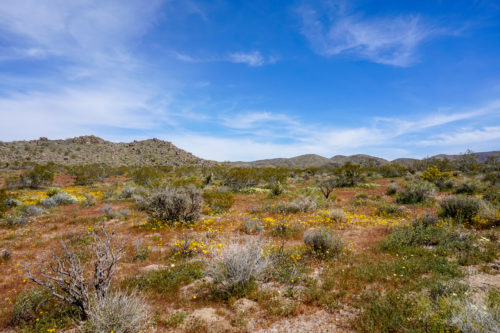 Joshua Tree National Park is seeing its biggest wildflower bloom in ...