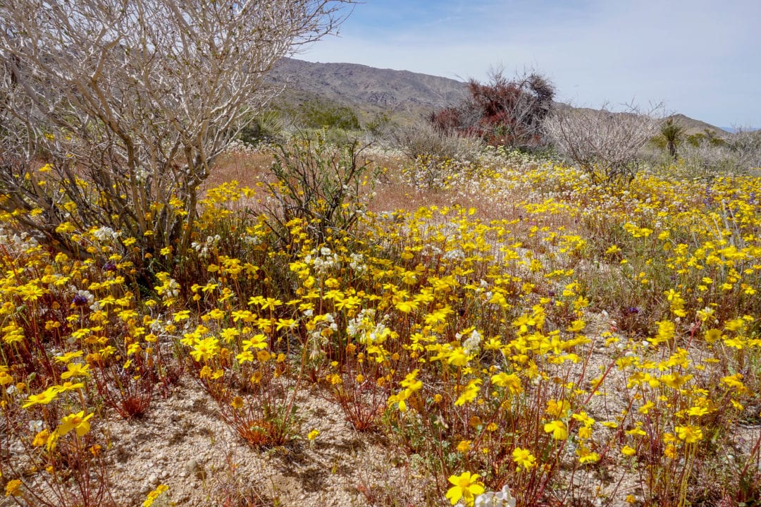 Joshua Tree National Park is seeing its biggest wildflower bloom in