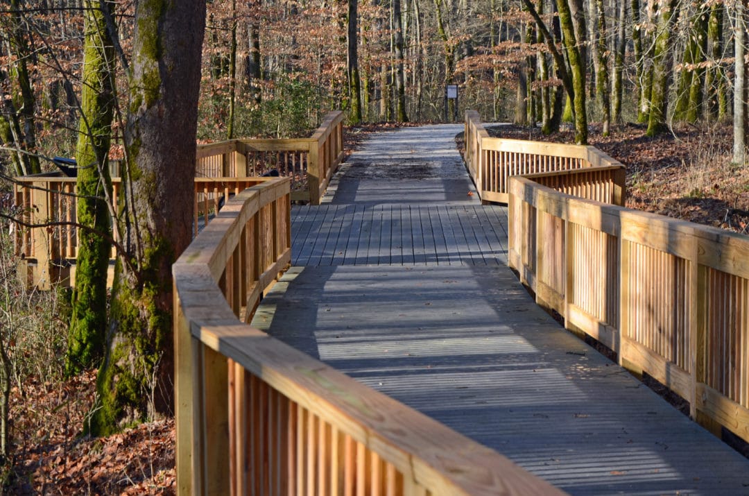A wooden walkway through the woods