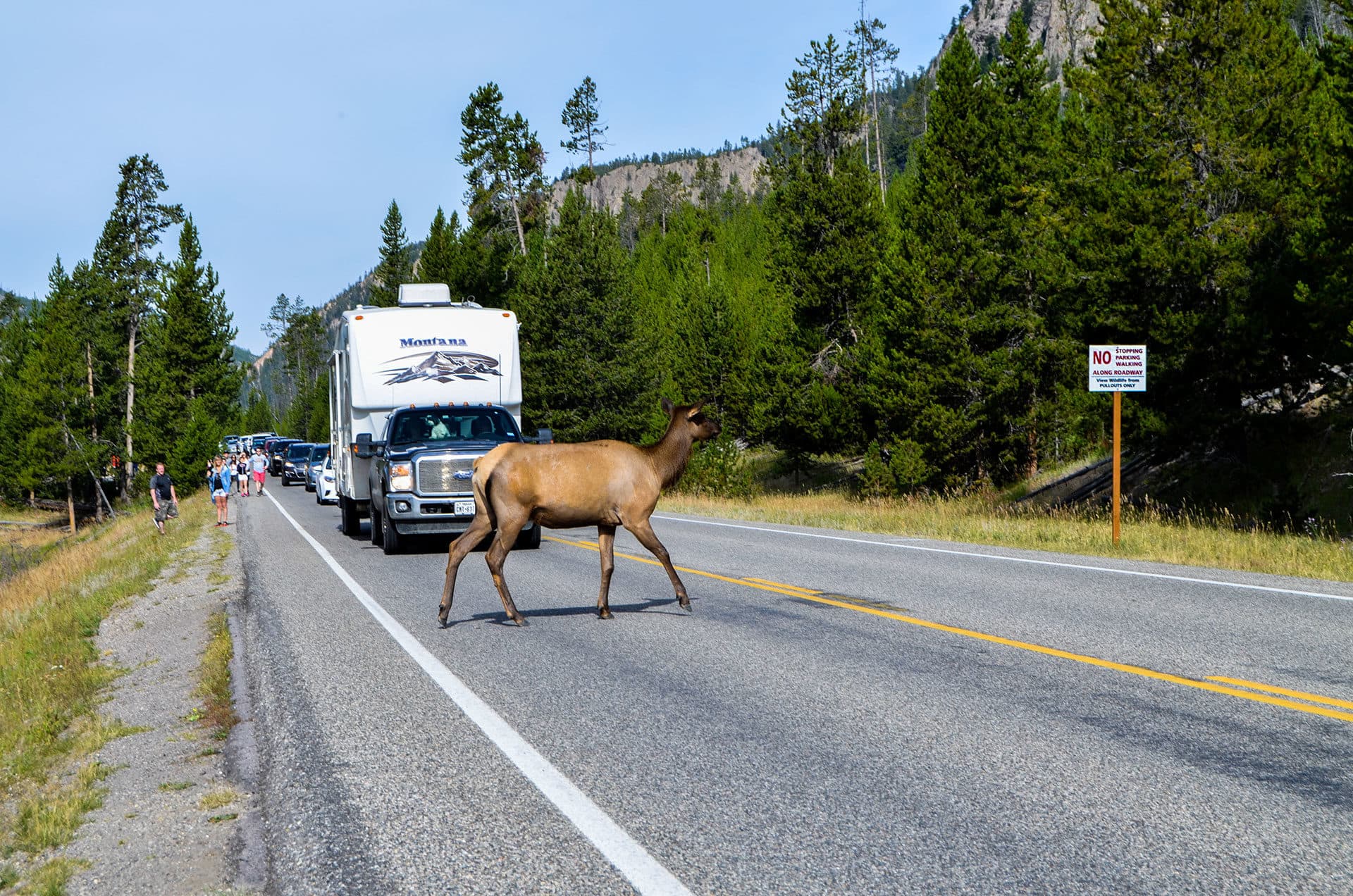 Deer crossing the road in Yellowstone National Park.
