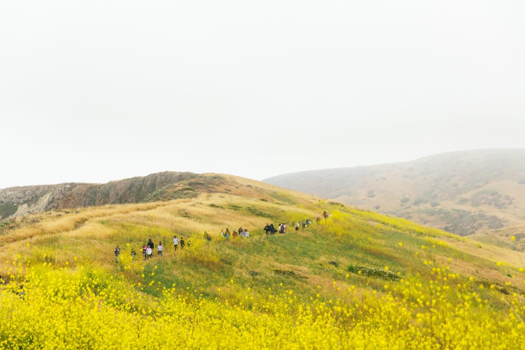 A group of about a dozen hikers walks across a hillside full of yellow flowers.