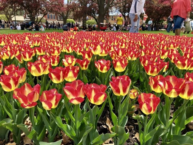 The city plants about 250,000 tulips for the festival. 