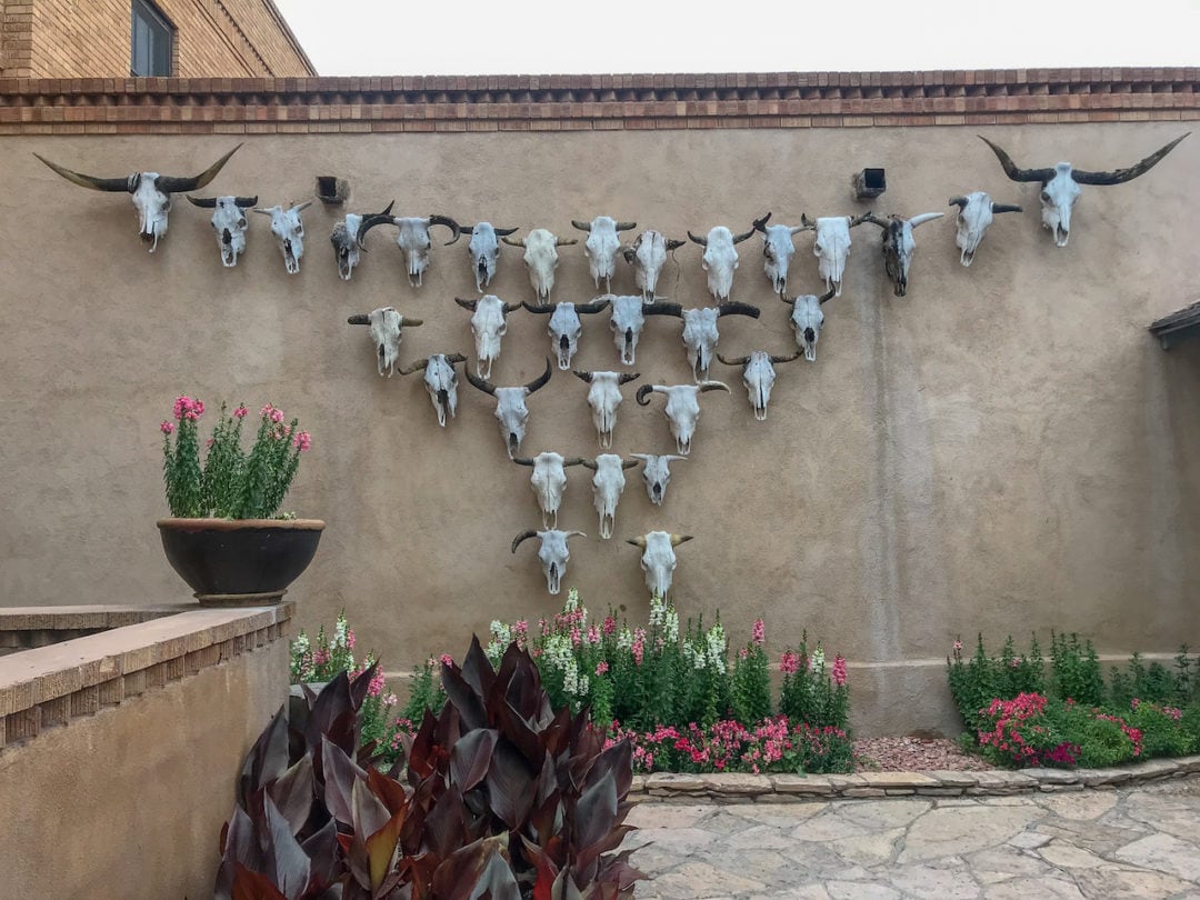 Thirty-one Texas Longhorn cattle skulls decorate the wall of a garden, to form the shape of a Texas longhorn skull.