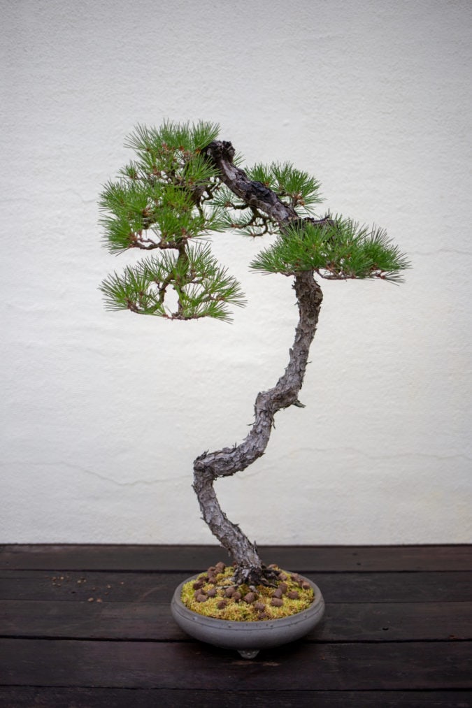 Japanese black pine, training age unknown.