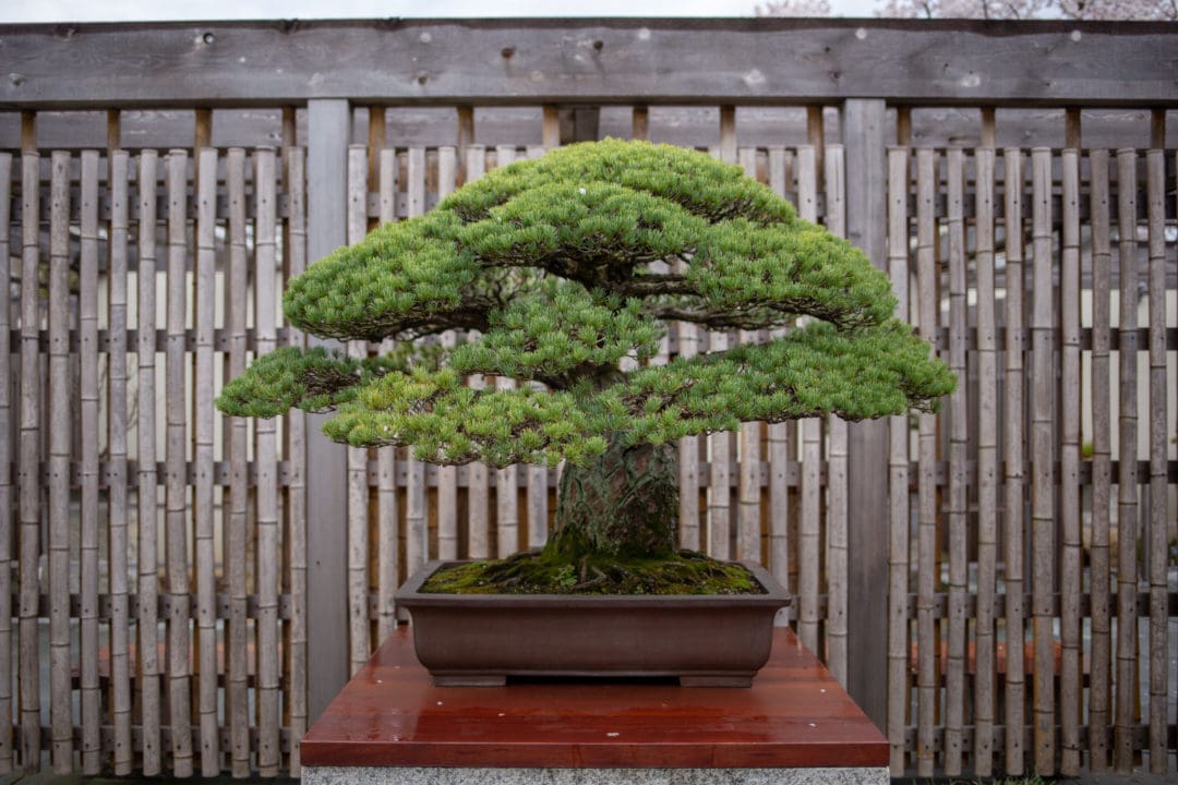 A Japanese white pine, in training since 1625, survived the atomic bomb blast in Hiroshima.