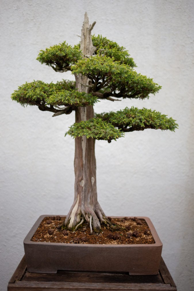 Chinese juniper, in training since 1975. 