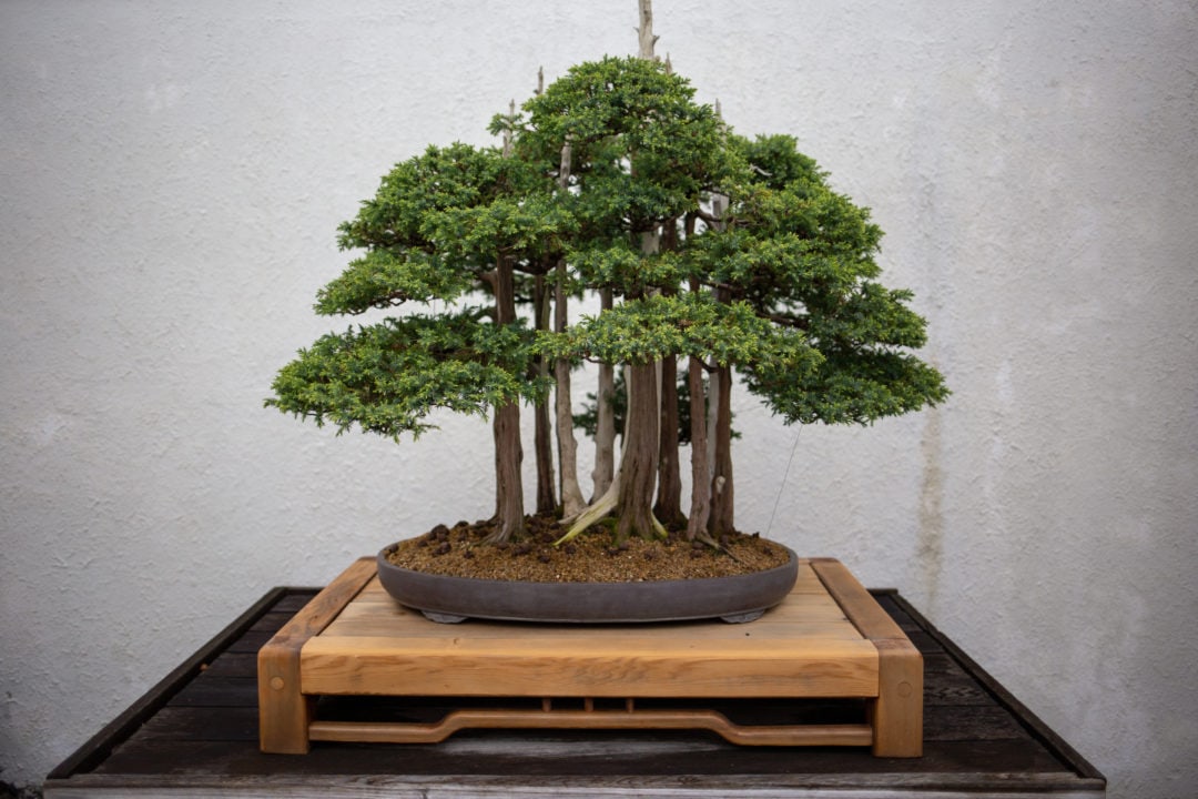 Goshin, the most famous bonsai in the world, a Chinese juniper forest in training since 1953.