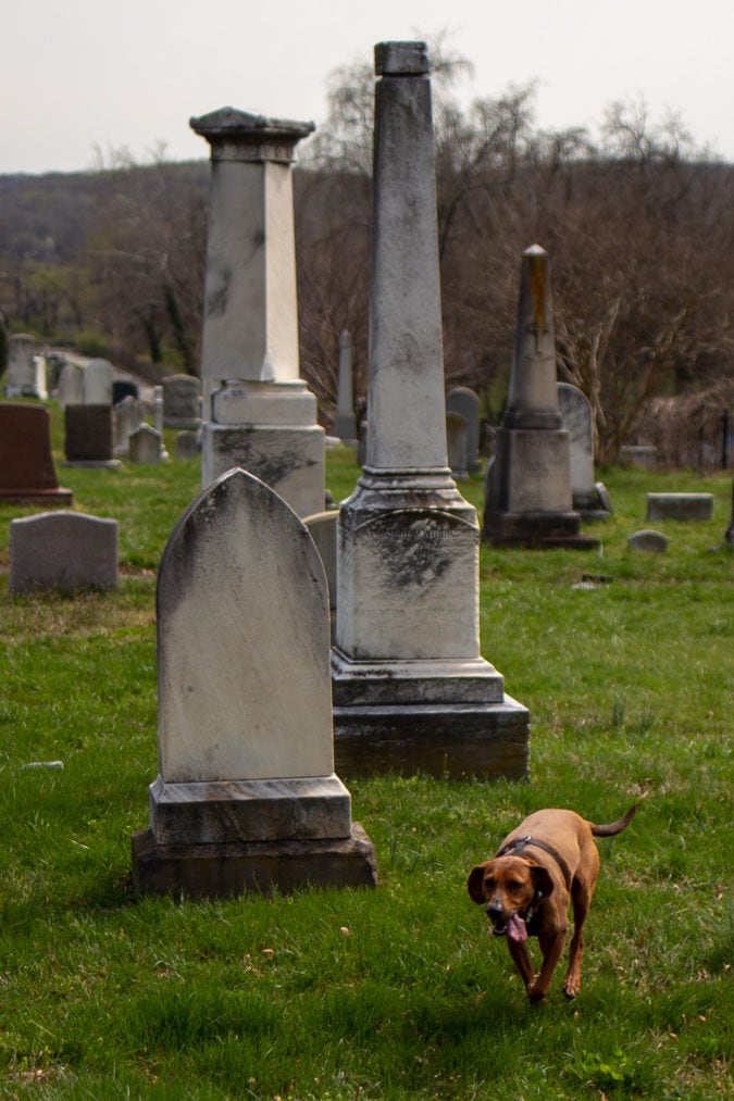 Dog running on the cemetery