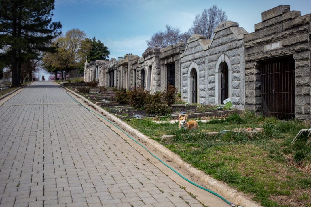A corgi plays among the mausoleums.