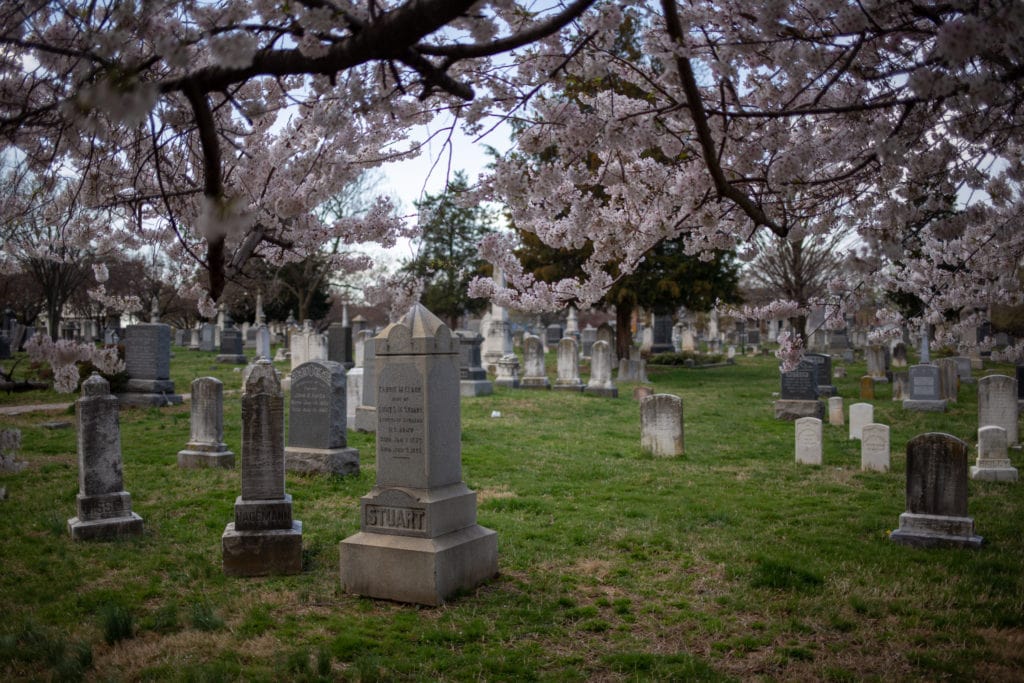 cemetery with cherry blossoms