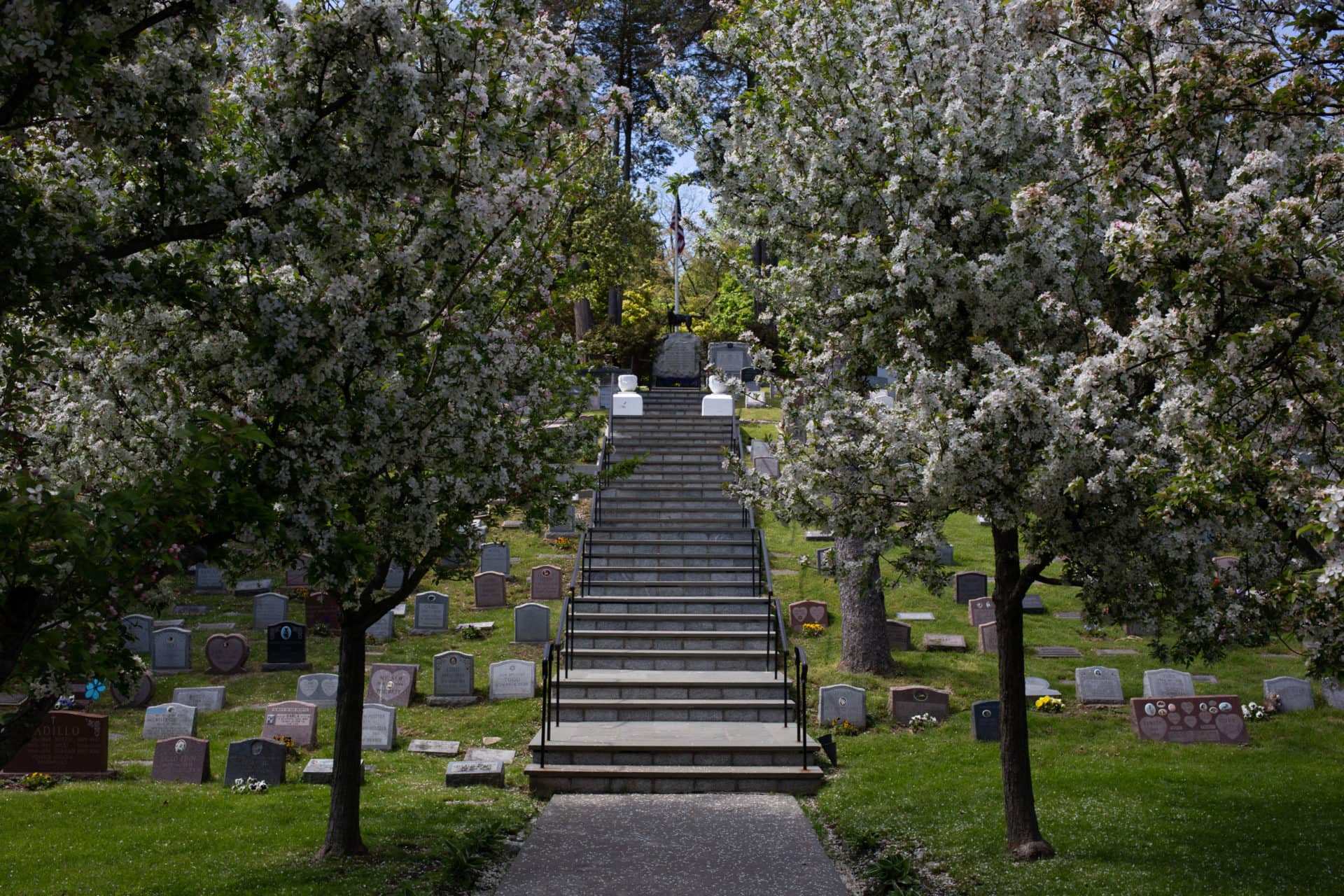 blooming cherry trees at the entrance to the cemetery