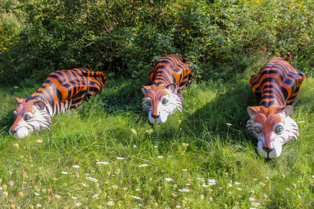 tigers in the grass