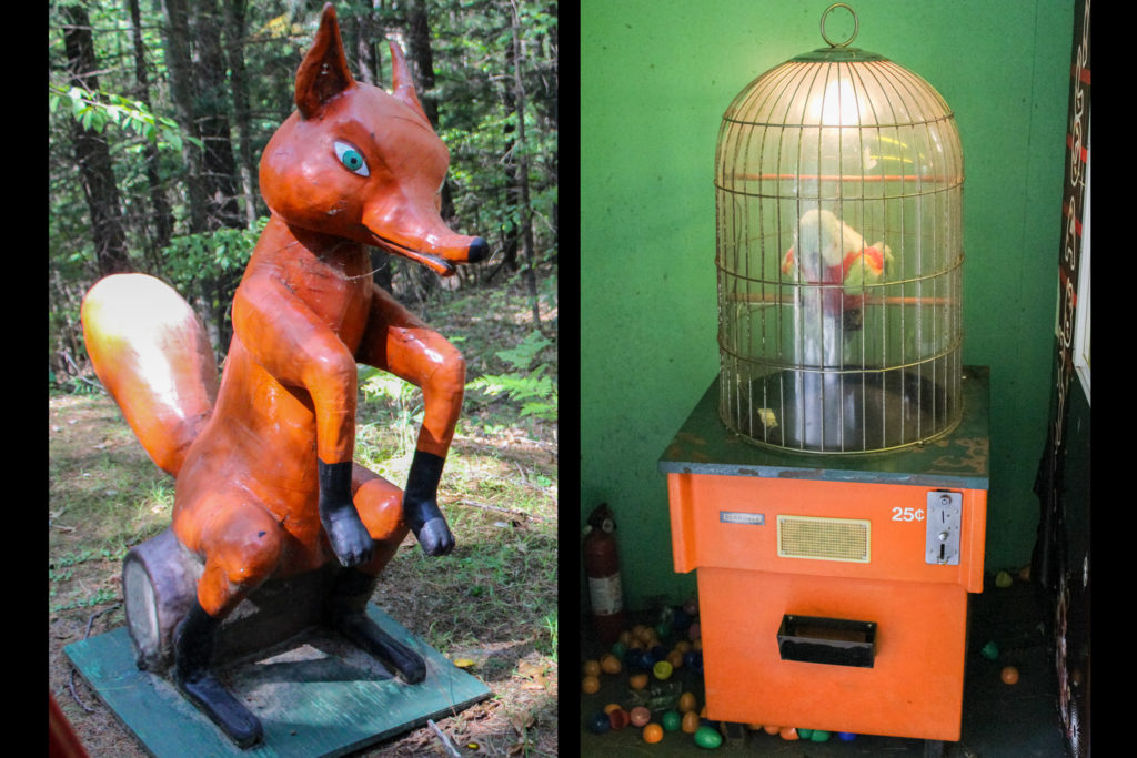 fox and a parrot game