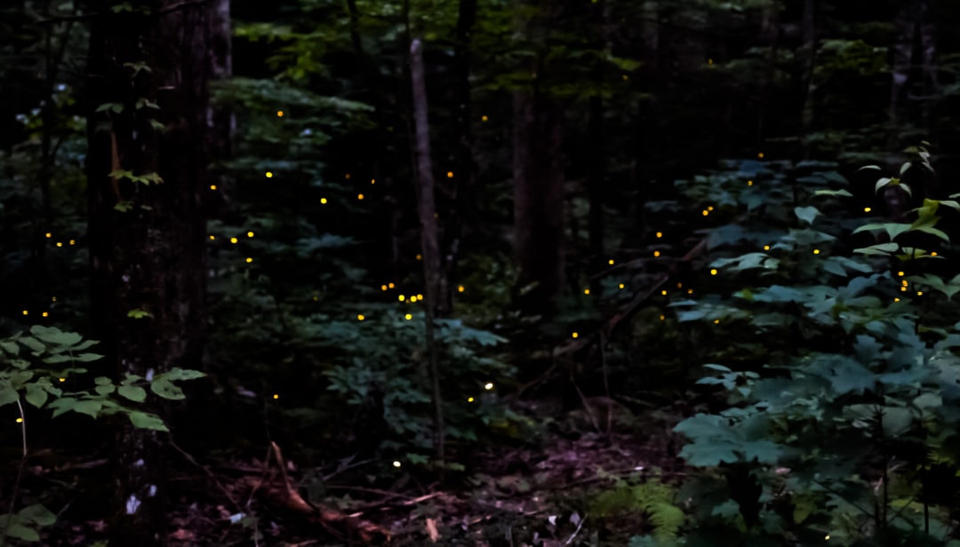 Synchronous fireflies starting to sync up.
