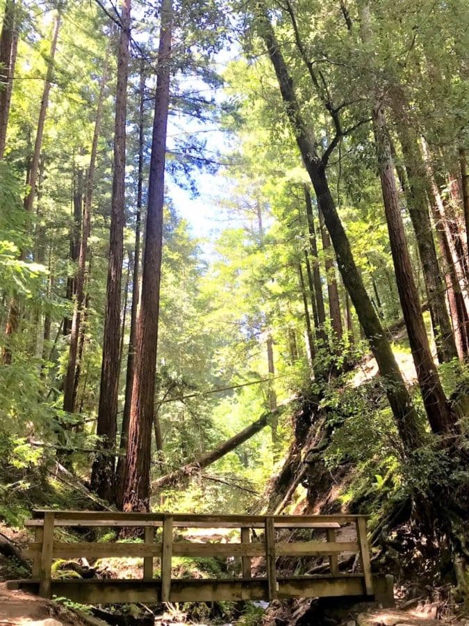 A bridge crosses a creek in a redwood forest.