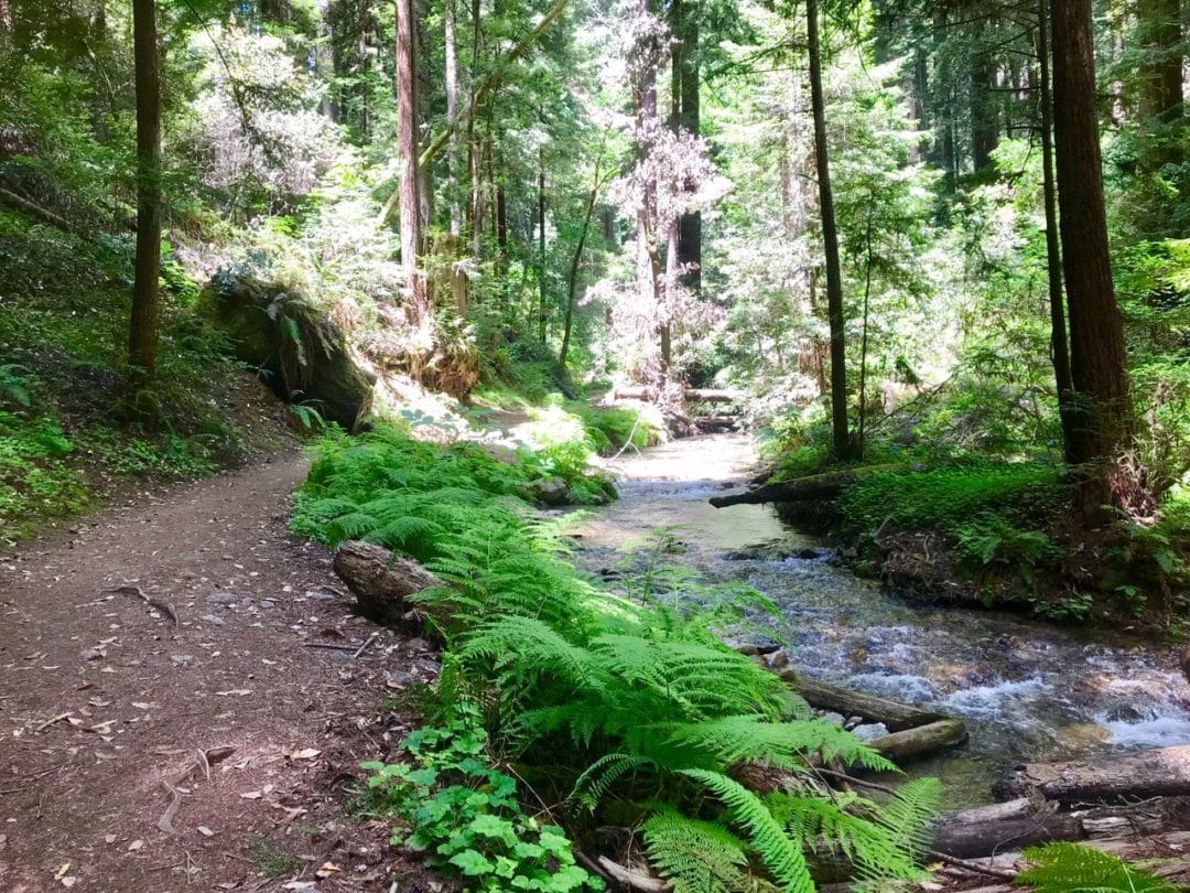 A pathway runs parallel to a creek in the middle of a redwood forest.