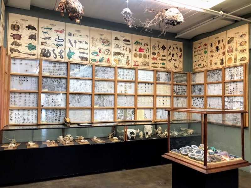 A display of bugs and bones 