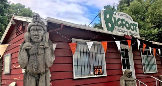 Searching for Bigfoot: If the elusive creature exists, he’s probably hiding deep in the Santa Cruz Mountains