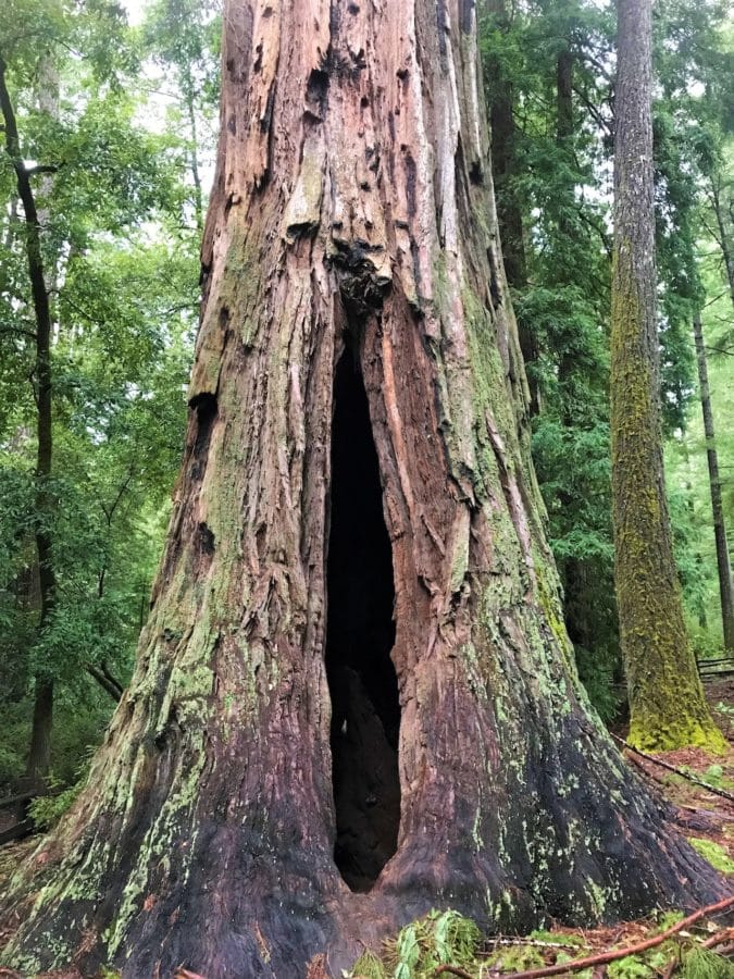 A giant redwood tree is hallowed out by fire damage.