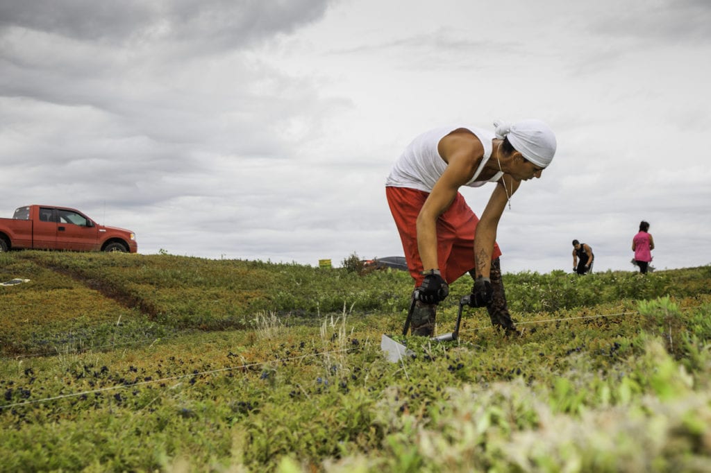 A Passamaquoddy man uses a rake to gather wild blueberries on the blueberry barrens of Columbia Falls, Maine.