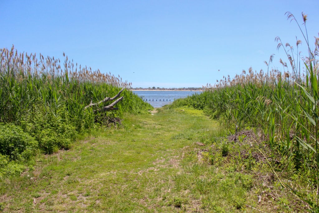 overgrown path