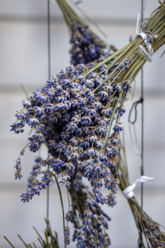 dried bouquet of lavender