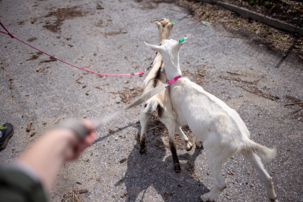 walking goats