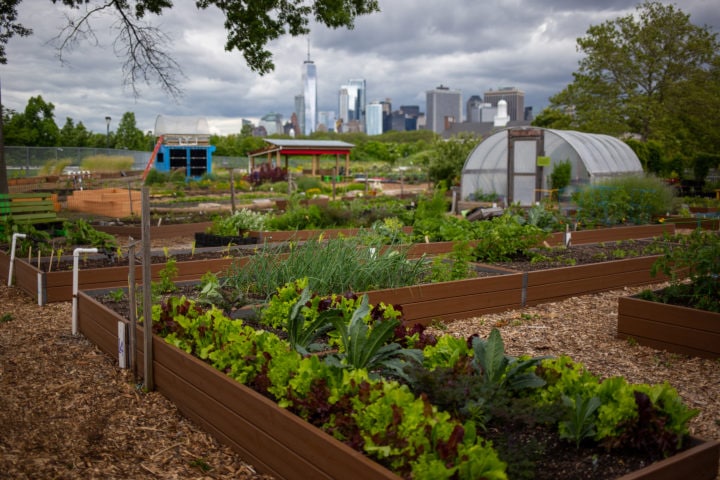 Lavender fields and baby goats are helping make Governors Island a zero ...